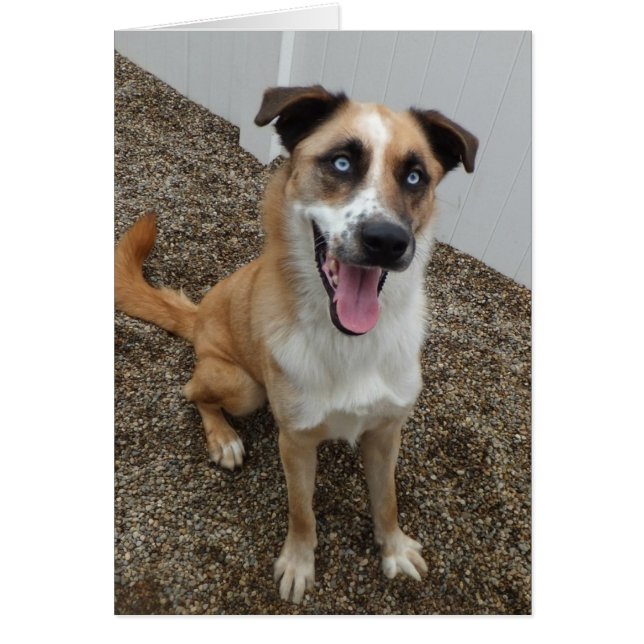 Tarjeta de la foto del perro - azul (Frente)