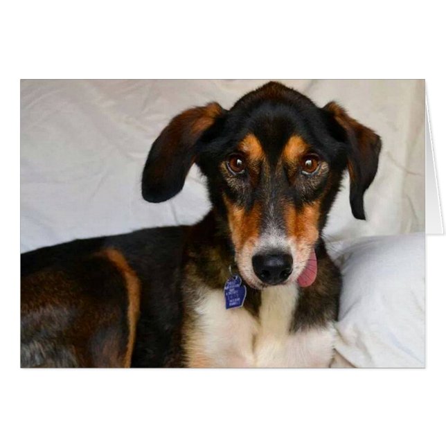 Tarjeta de la foto del perro - enebro (Anverso (Horizontal))