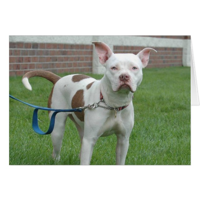 Tarjeta de la foto del perro - jersey (Anverso (Horizontal))