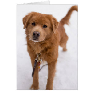 Tarjeta de la foto del perro - Marley