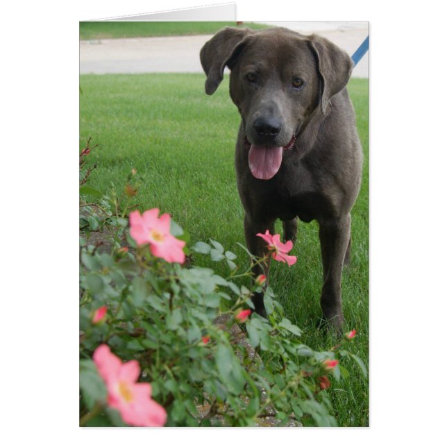 Tarjeta de la foto del perro - máxima (Frente)