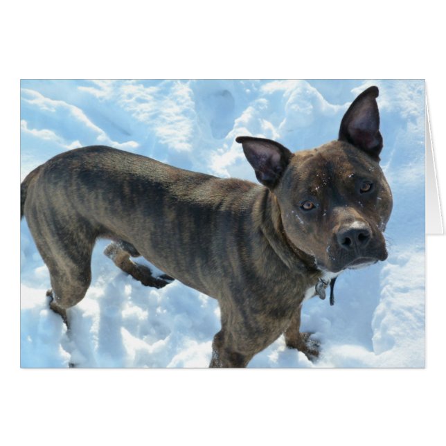Tarjeta de la foto del perro - salmueras de (Anverso (Horizontal))