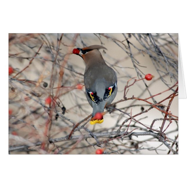 Tarjeta de la foto del Waxwing (Anverso (Horizontal))