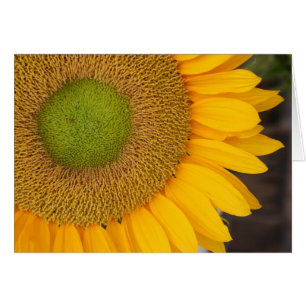 Tarjeta de la fotografía de la flor de los pétal