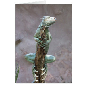 Tarjeta de la iguana que toma el sol