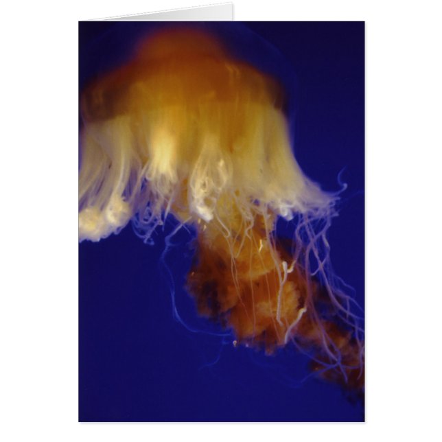 Tarjeta de la jalea (Frente)