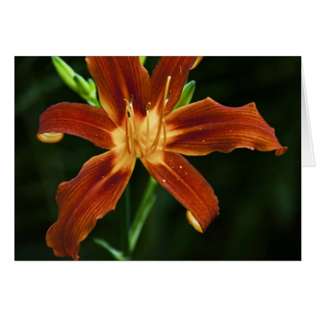 Tarjeta de la llama del jardín (Anverso (Horizontal))