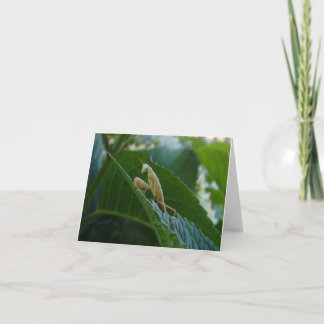 Tarjeta de la mantis religiosa