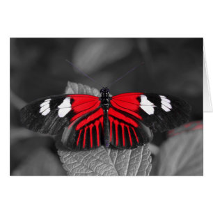 Tarjeta de la mariposa