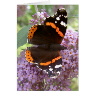 Tarjeta de la mariposa - almirante rojo