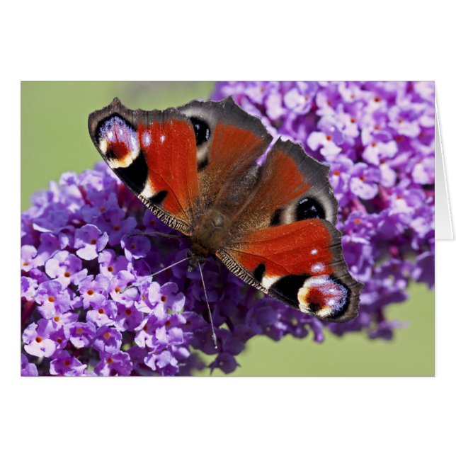 Tarjeta de la mariposa de pavo real (Anverso (Horizontal))