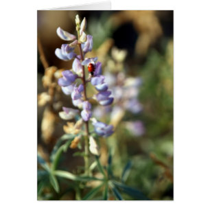 Tarjeta de la mariquita