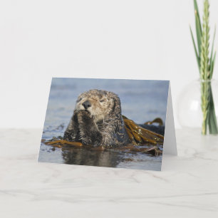 Tarjeta de la nutria de mar de California - foto