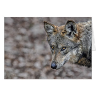 Tarjeta de la ojeada del lobo