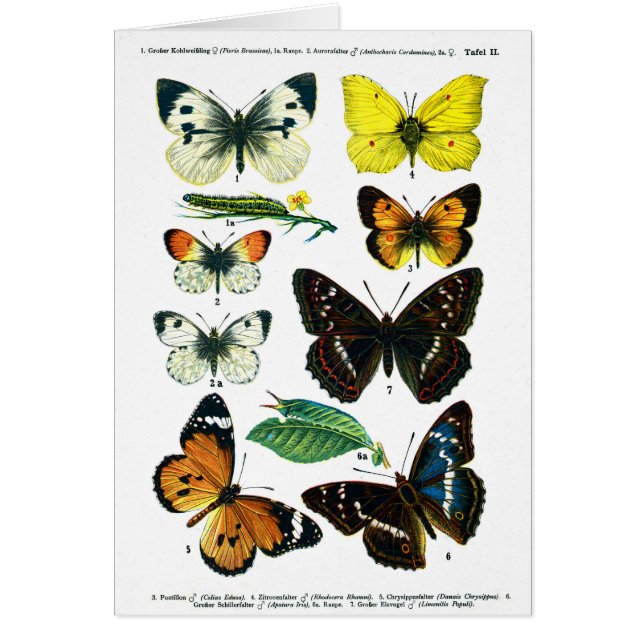 Tarjeta de la Placa II de las Mariposas Europeas (Frente)
