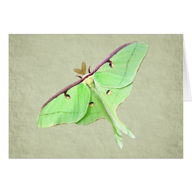 Tarjeta de la polilla de Luna (Anverso (Horizontal))
