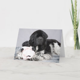 Tarjeta de la recepción del oso de Notta