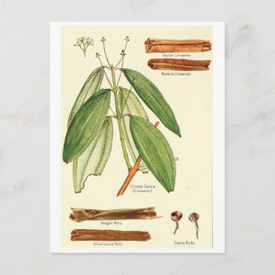 Tarjeta de la receta de la postal del ilustracion
