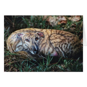 Tarjeta de la roca del perro de "Andy"