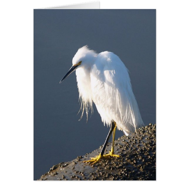 Tarjeta de la terapia del zapato (Frente)