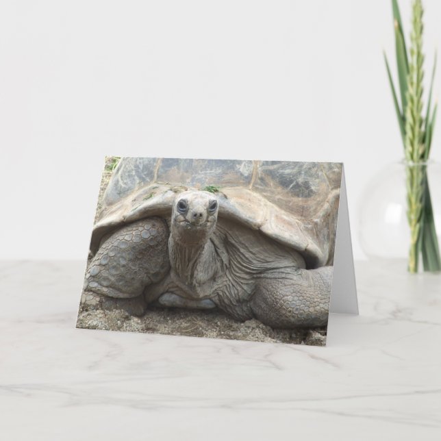 Tarjeta de la tortuga de las Islas Galápagos (Anverso)