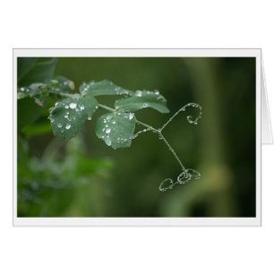 Tarjeta de lágrimas del pastor verde