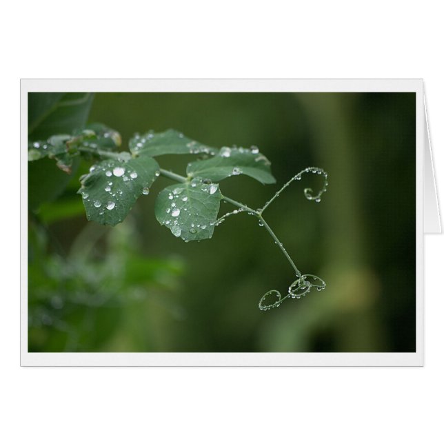 Tarjeta de lágrimas del pastor verde (Anverso (Horizontal))