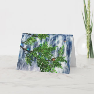 Tarjeta de las cataratas de Birdsnest