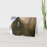 tarjeta de las Felices Navidad del bisonte