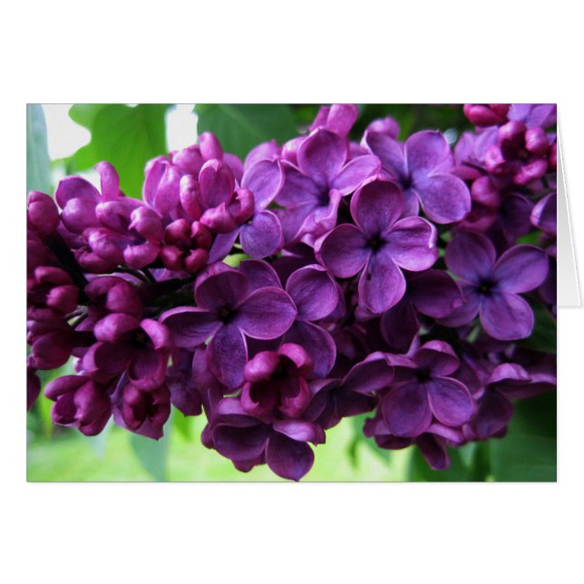 Tarjeta de las lilas (Anverso (Horizontal))