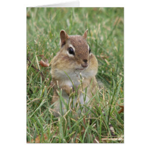 Tarjeta de las mejillas de Chipmunk