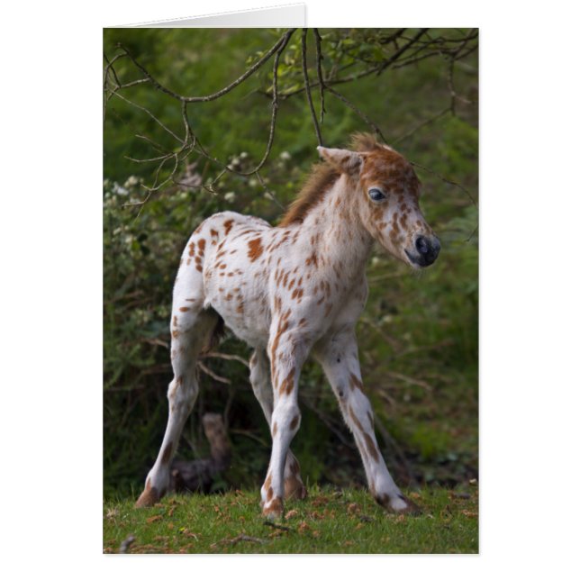 Tarjeta de las pecas (Frente)