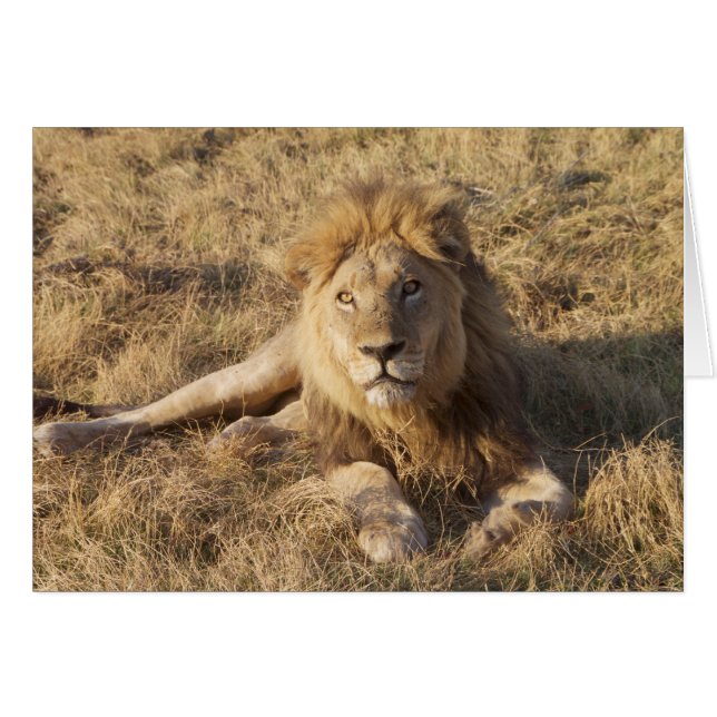 Tarjeta de león (Anverso (Horizontal))