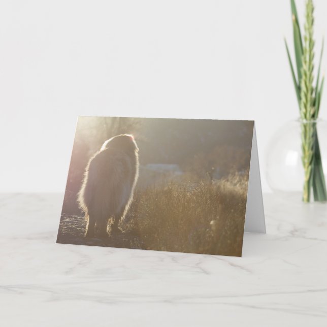 Tarjeta de Leonberger Symapthy (Anverso)