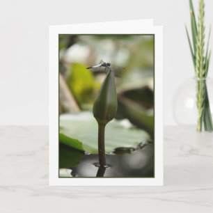 Tarjeta de libélula