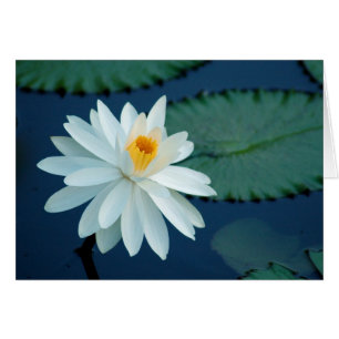 Tarjeta de Lilly del agua