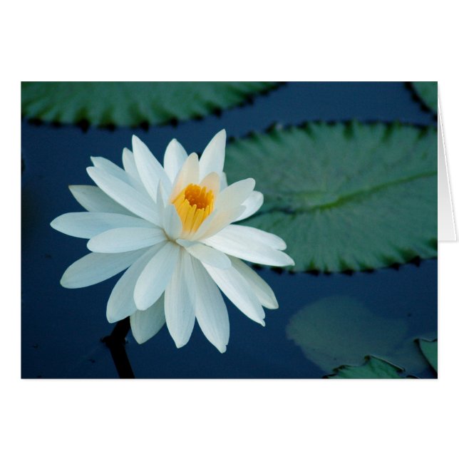 Tarjeta de Lilly del agua (Anverso (Horizontal))