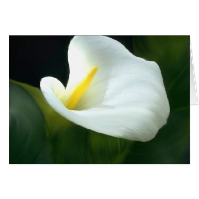 Tarjeta de Lily de Calla en blanco (Anverso (Horizontal))