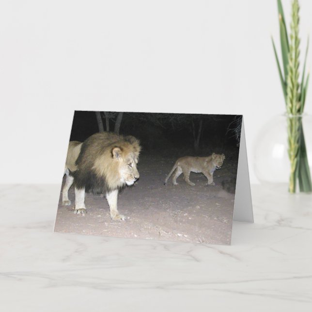 Tarjeta de Lion y Cub (Anverso)