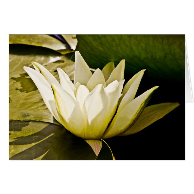 Tarjeta de lirio de agua (Anverso (Horizontal))