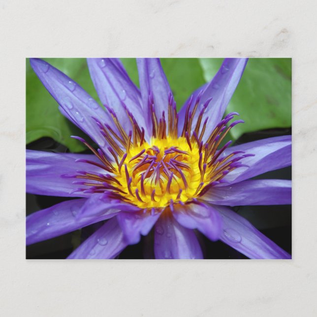 Tarjeta de lirio de agua (Anverso)