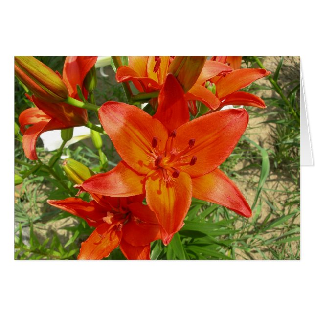 tarjeta de lirio naranja (Anverso (Horizontal))