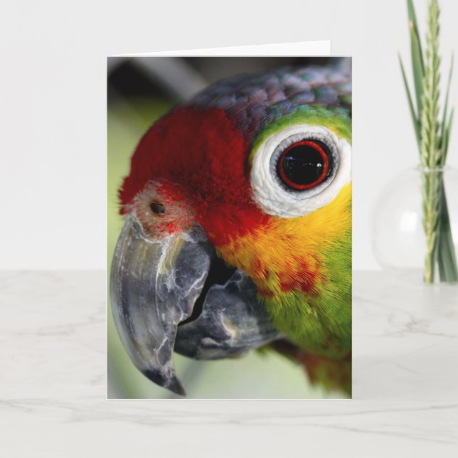Tarjeta de loro (Anverso)
