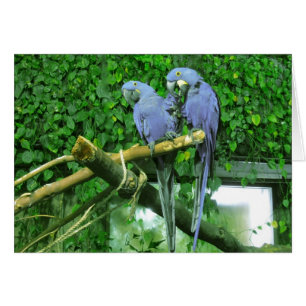 Tarjeta de loros gemelos azules