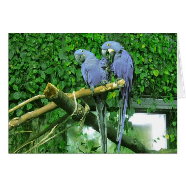 Tarjeta de loros gemelos azules (Anverso (Horizontal))