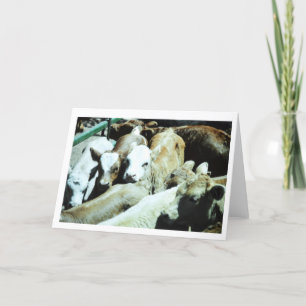 Tarjeta de los bebés de la vaca