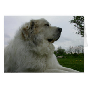 Tarjeta de los grandes Pirineos