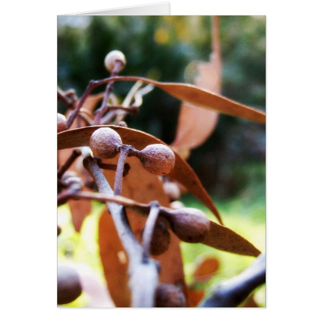 tarjeta de los gumnuts (Frente)