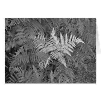 Tarjeta de los helechos