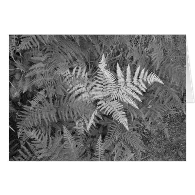 Tarjeta de los helechos (Anverso (Horizontal))